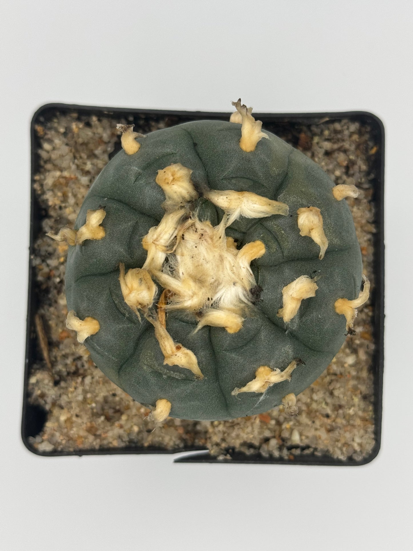 Mother plant self fertile *Limited